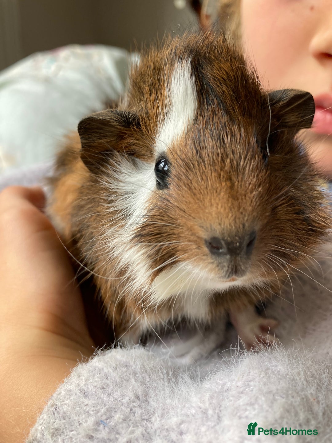 Guinea Pig rodents for sale: Two beautiful little brothers Brighton - Image 9