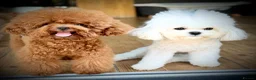 Toy Poodle dogs for stud:  🍒 Tiny Red Asian Poodle for Stud 🍒 - Advert 1