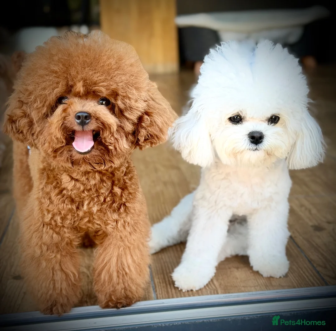Toy Poodle dogs for stud:  🍒 Tiny Red Asian Poodle for Stud 🍒 - Advert 1