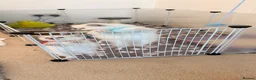 Ragdoll cats for sale: Beautiful Lilac Point Female Ragdolls GCCF reg  - Advert 6