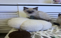 Ragdoll cats for sale: 3 brothers ready for forever homes pure Ragdoll - Image 4