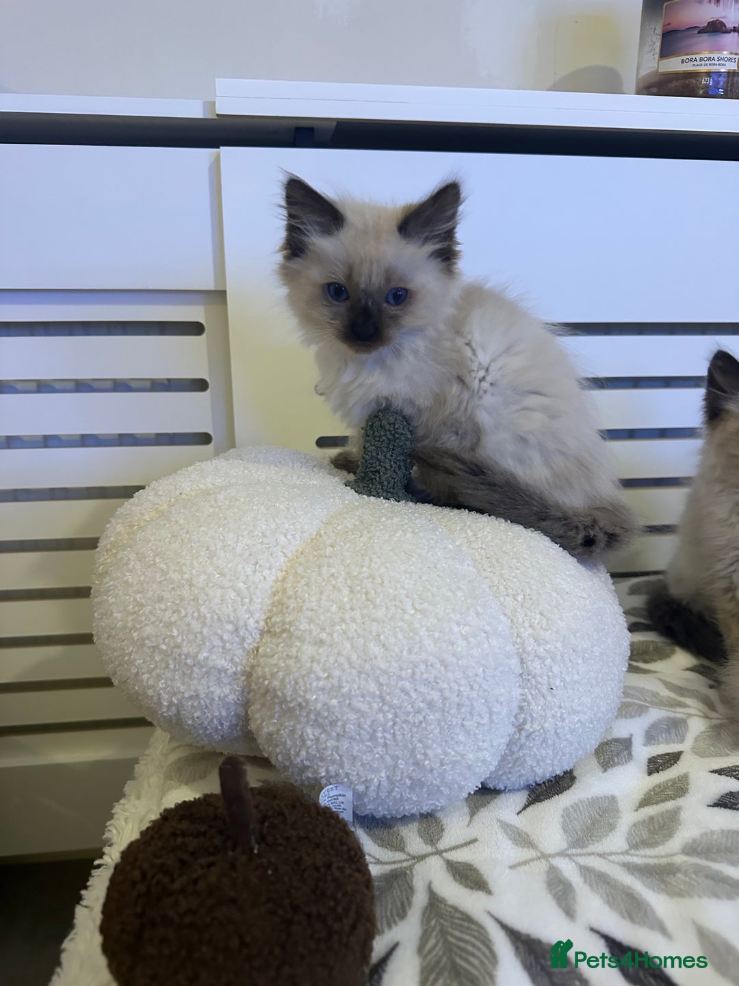 Ragdoll cats for sale: 3 brothers ready for forever homes pure Ragdoll - Image 4