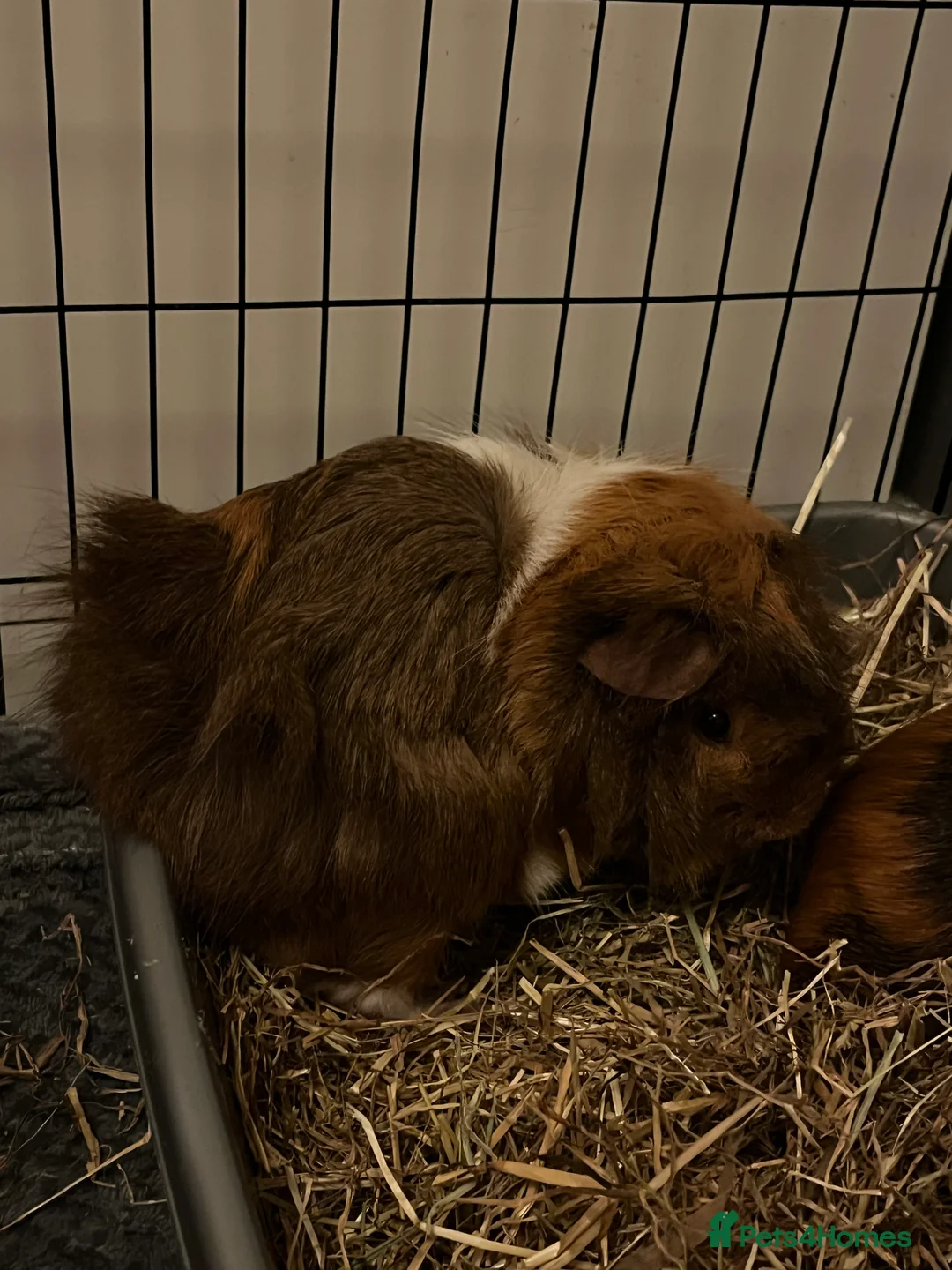 Guinea Pig rodents for sale: guinea pigs  - Advert 3