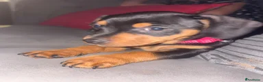 Jackshund 2