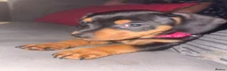 Jackshund dogs for sale: Dachund x Jack Russell  - Advert 2