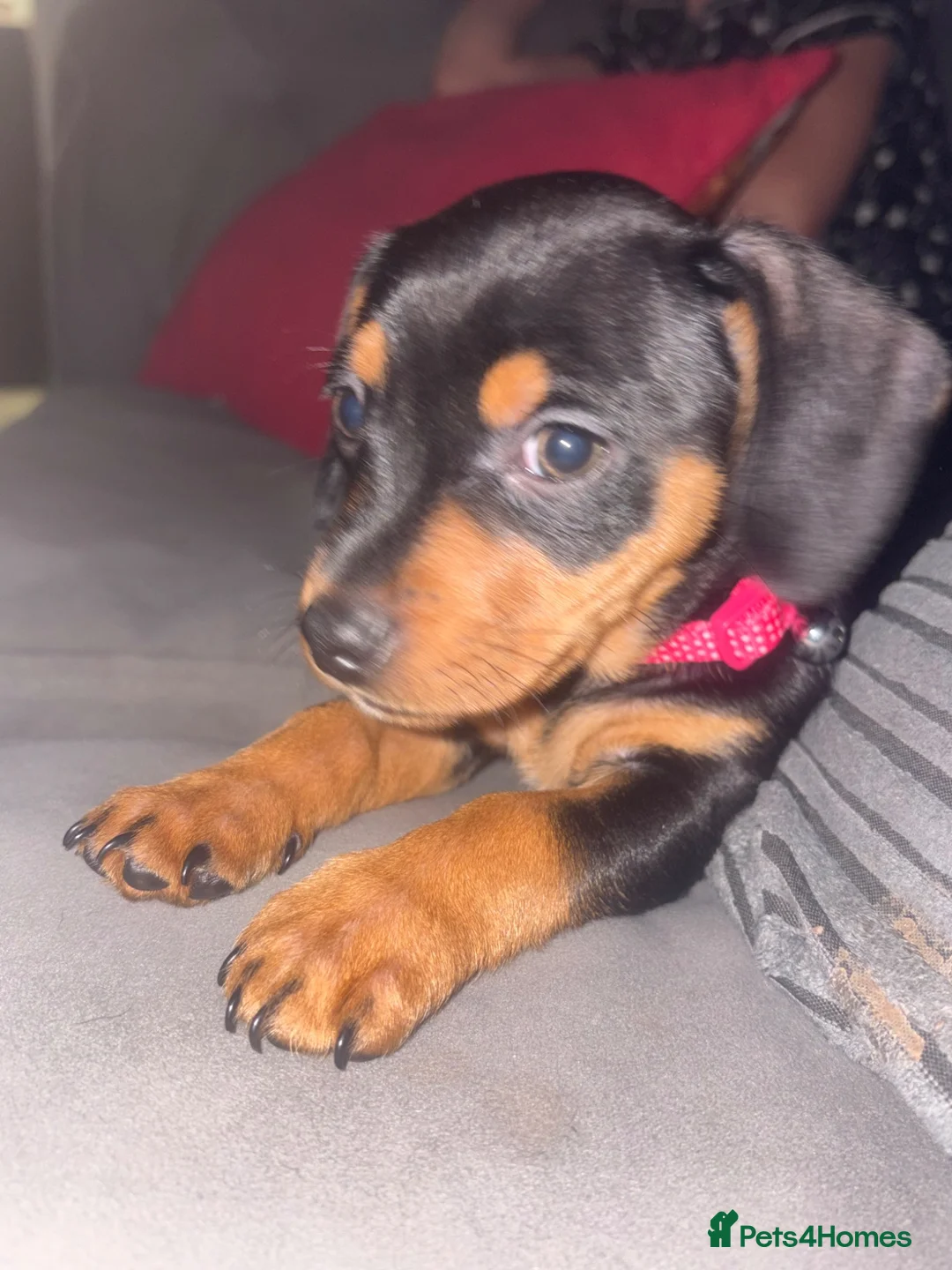 Jackshund dogs for sale: Dachund x Jack Russell  - Advert 2