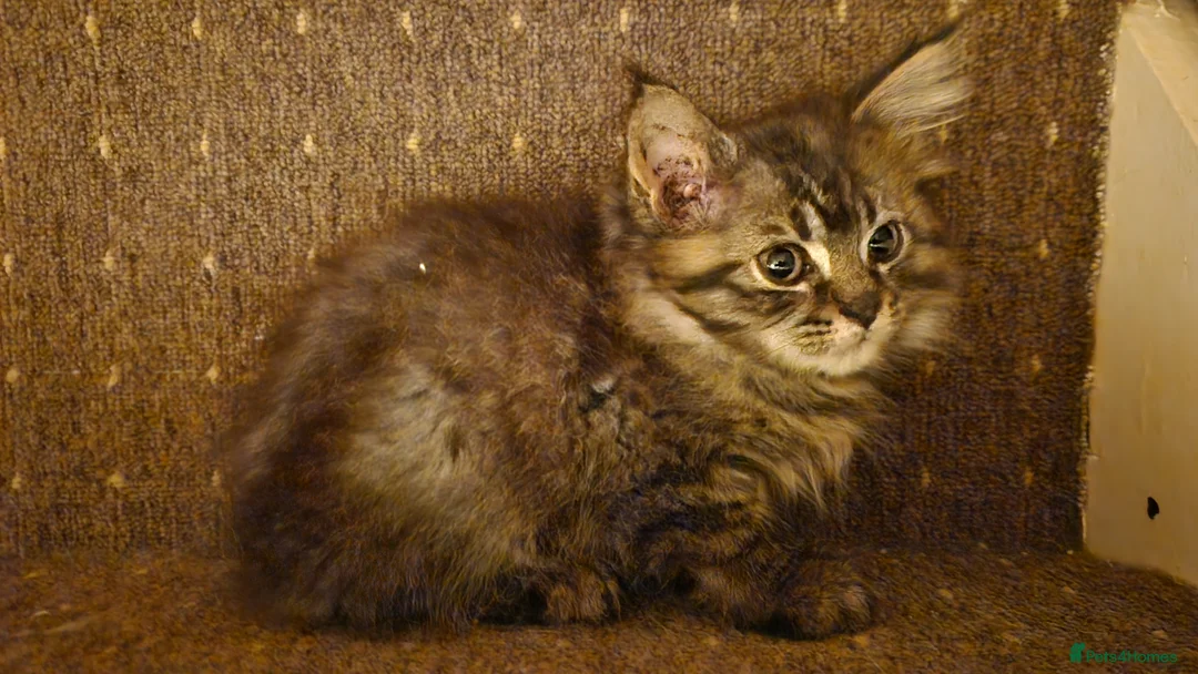 Siberian cats for sale: Pure Siberian kittens for sale - Advert 7