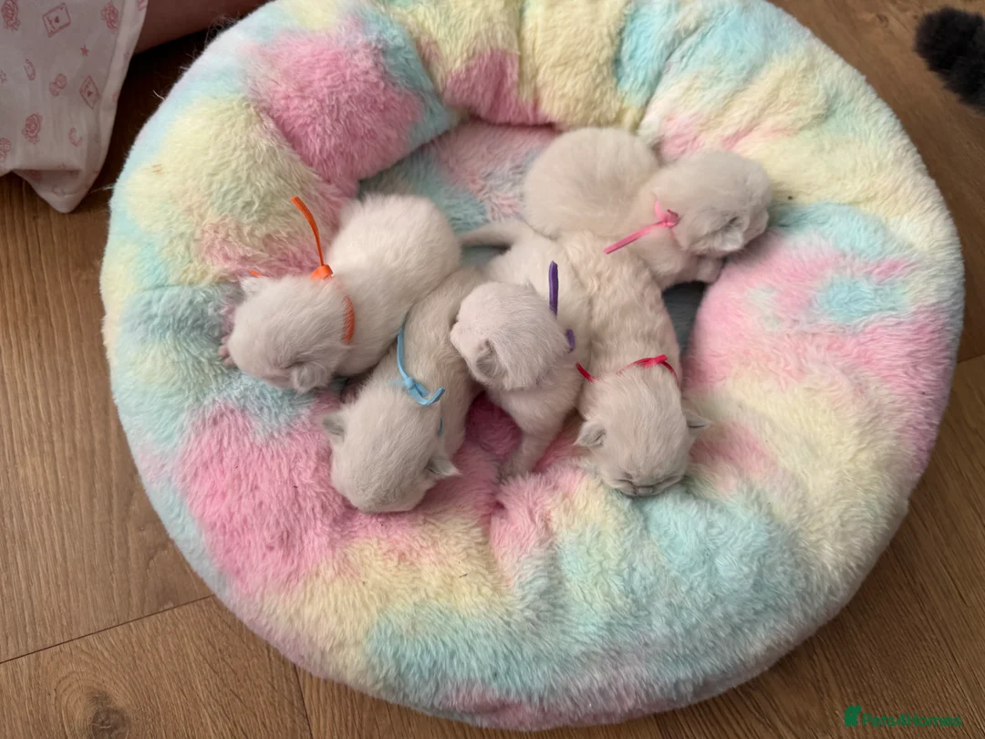 Ragdoll cats for sale: GCCF Ragdoll kittens  - Advert 10