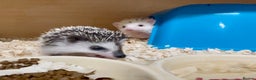 Pygmy Hedgehog rodents for sale: Baby African Pygmy Hedgehogs Male & Female Pinto - Advert 1