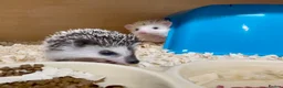 Pygmy Hedgehog rodents for sale: Baby African Pygmy Hedgehogs Male & Female Pinto - Advert 1