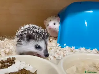 Pygmy Hedgehog rodents Baby African Pygmy Hedgehogs Male & Female Pinto - Advert 14