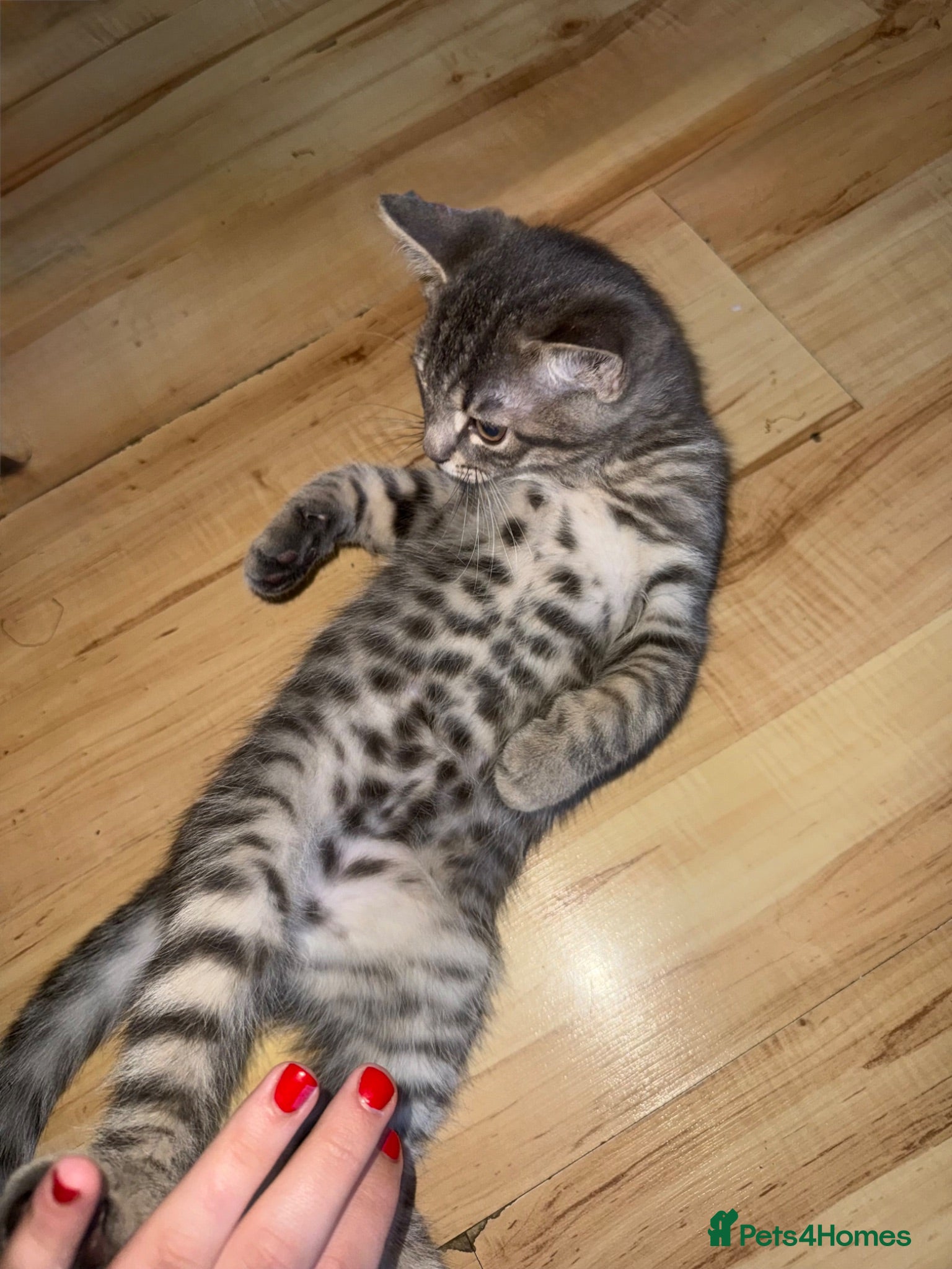 British Shorthair cats BSH CROSS KITTEN  - Advert 15