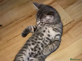 British Shorthair cats BSH CROSS KITTEN - Advert 15