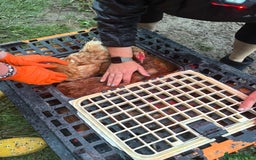 Chickens poultry for sale: Rescue hens looking for new hone in Chichester - Image 7