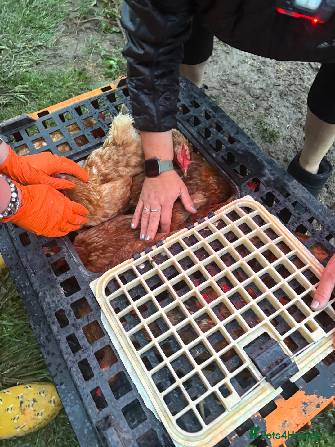 Chickens poultry for sale: Rescue hens looking for new hone in Chichester - Image 7