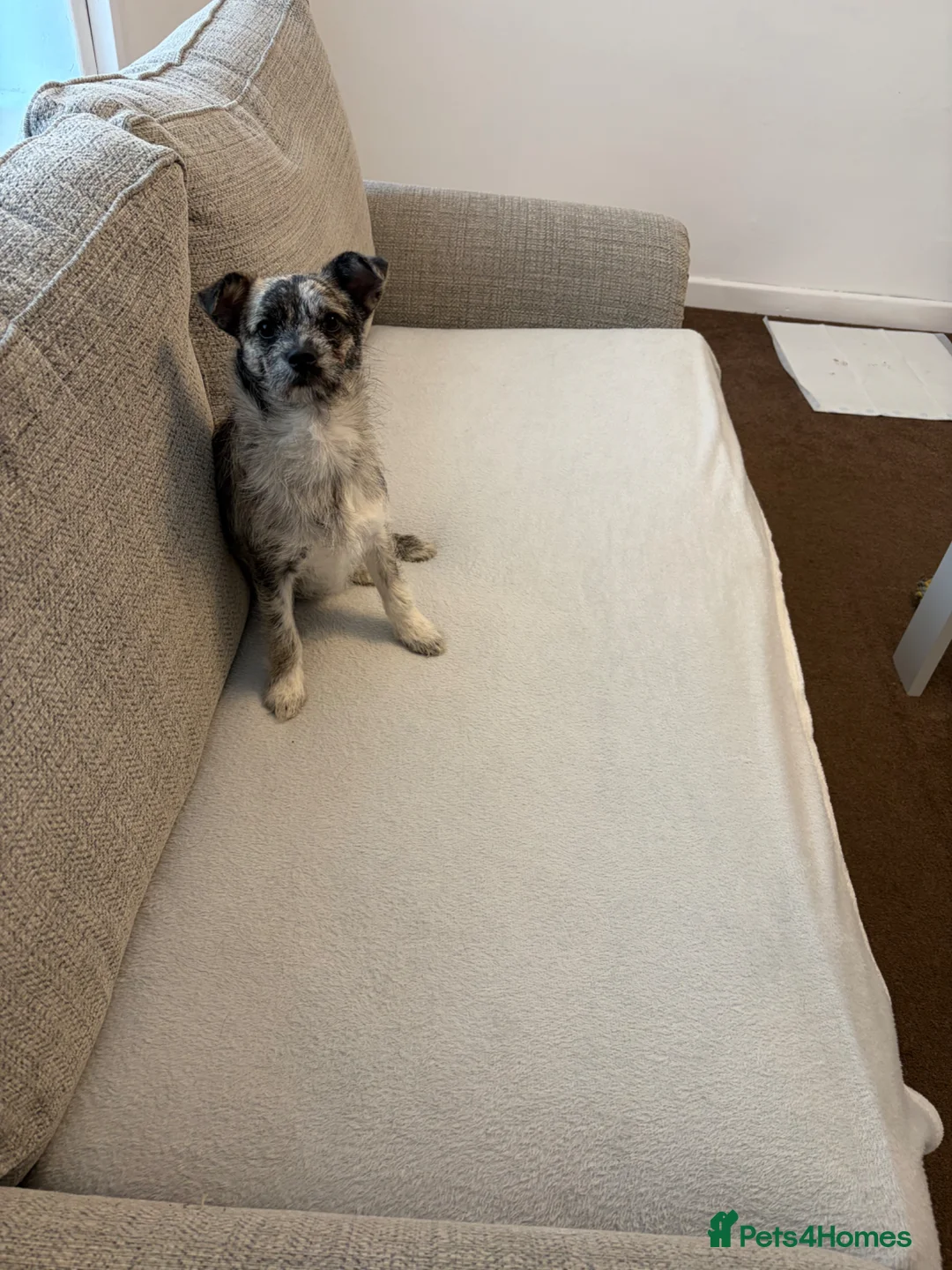 Mixed Breed dogs for sale: I’m selling my dog  in Chesterfield - Advert 2