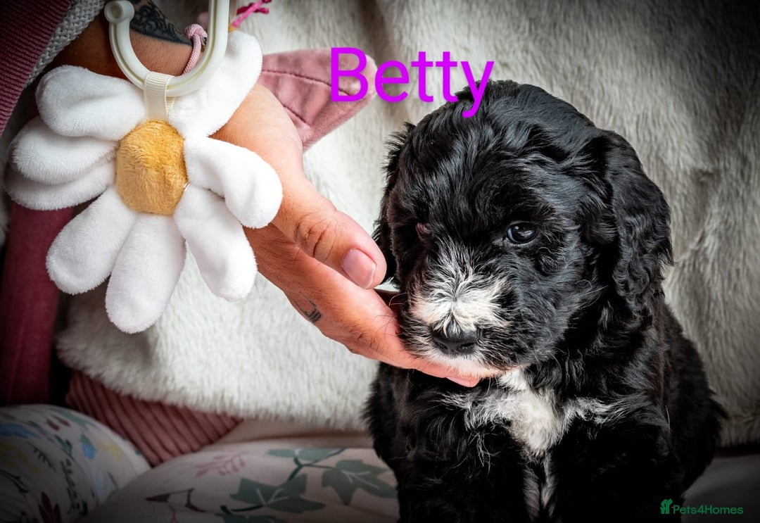 Sheepadoodle dogs for sale: Sheepadoodle Puppy 6 - *READY SOON* F1 health tested sheepadoodles  - Image 14