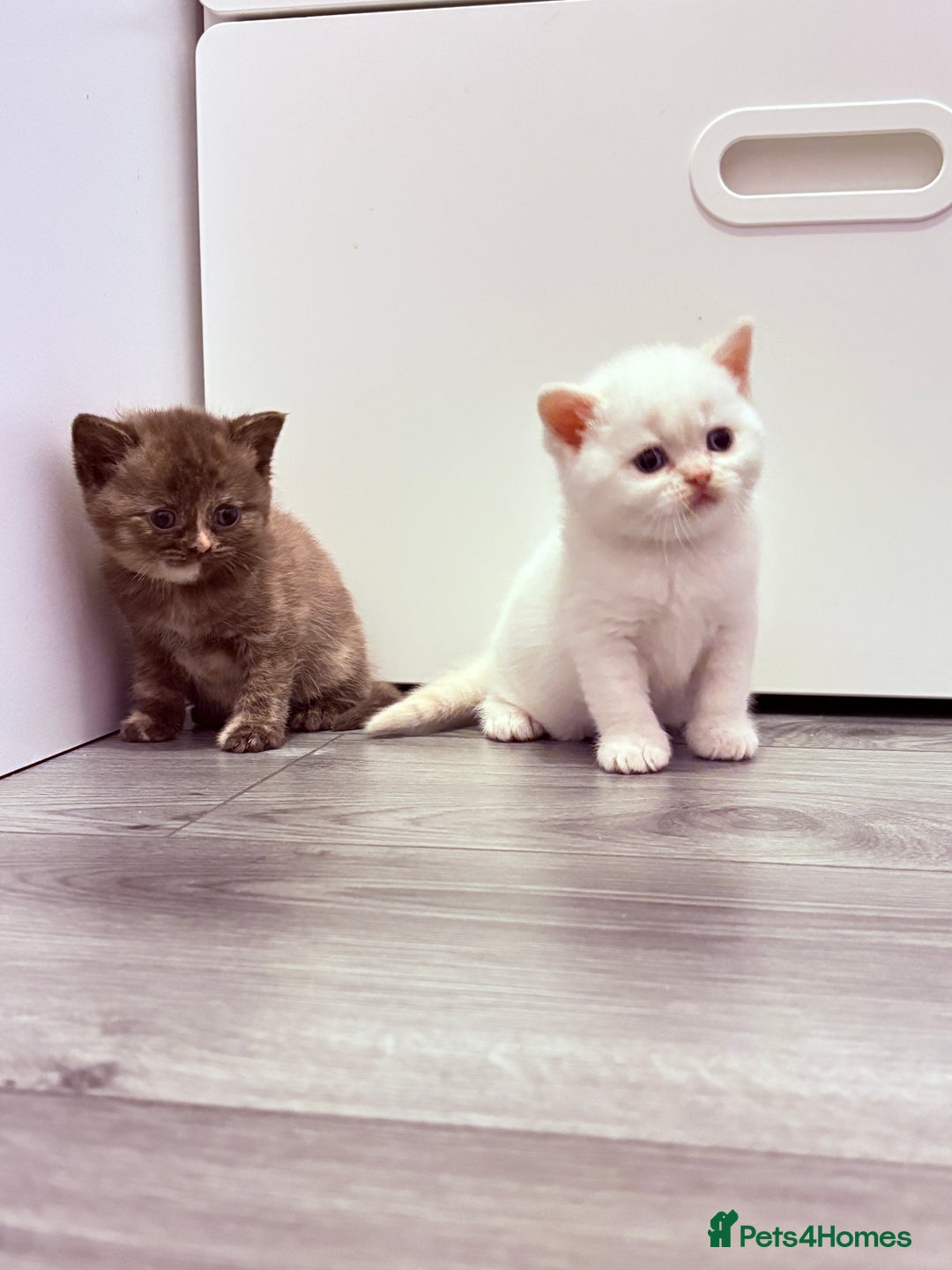 British Shorthair cats for sale: Beautiful GCCF Registered MultiColoured BSH kitte  - Advert 4