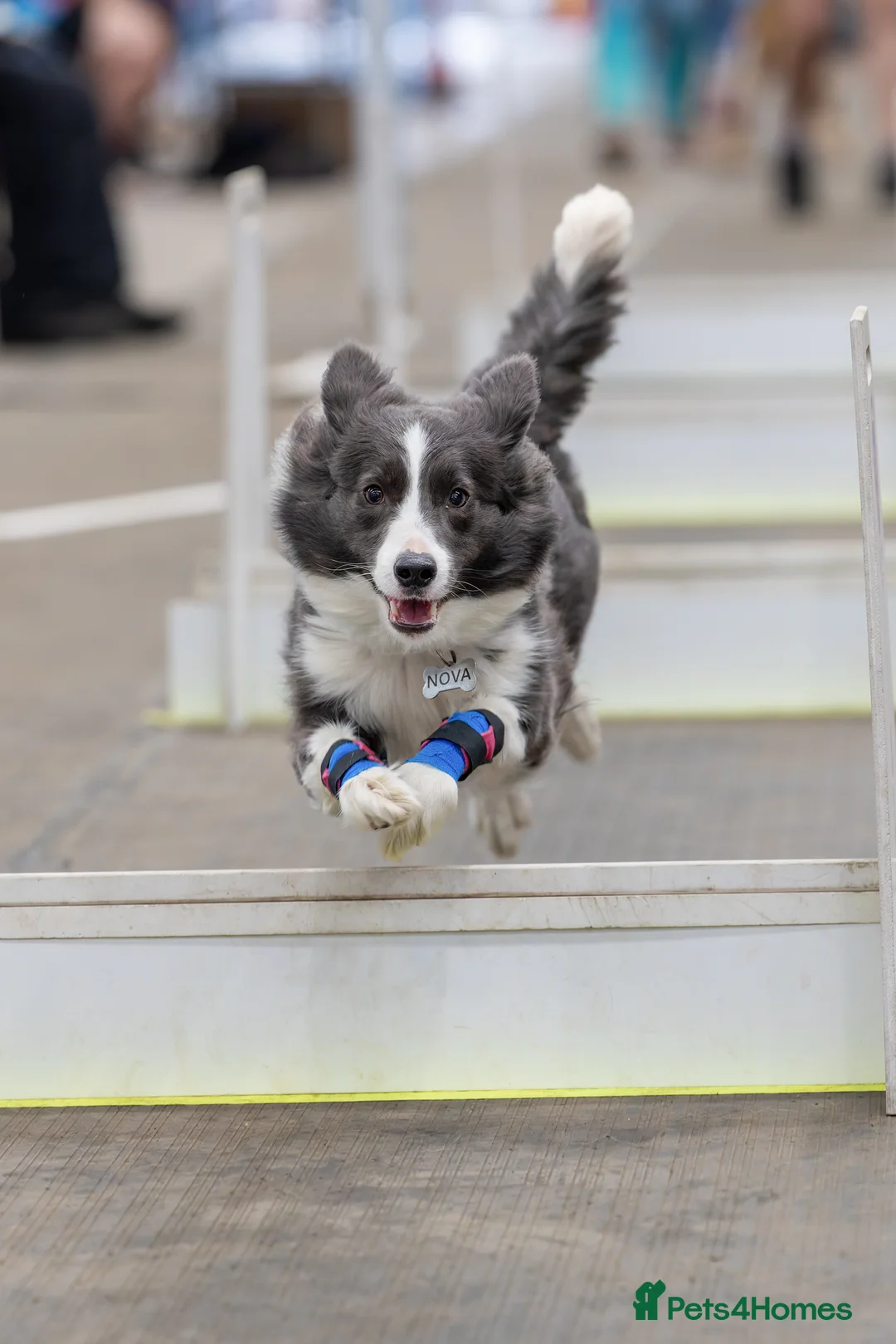 Border Collie dogs for sale: KC reg waitinglist LF active sports homes - Advert 3