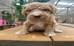 Bernedoodle dogs for sale: Medium Size Bernedoodle F1 puppies.  - Image 8