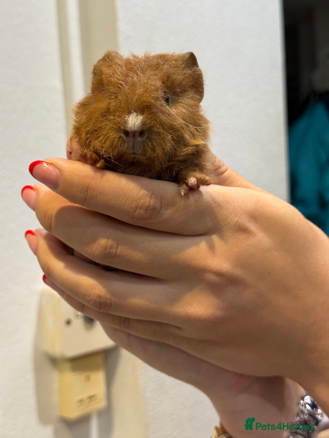 Guinea Pig rodents for sale: Baby guinea pigs for sale - Image 3