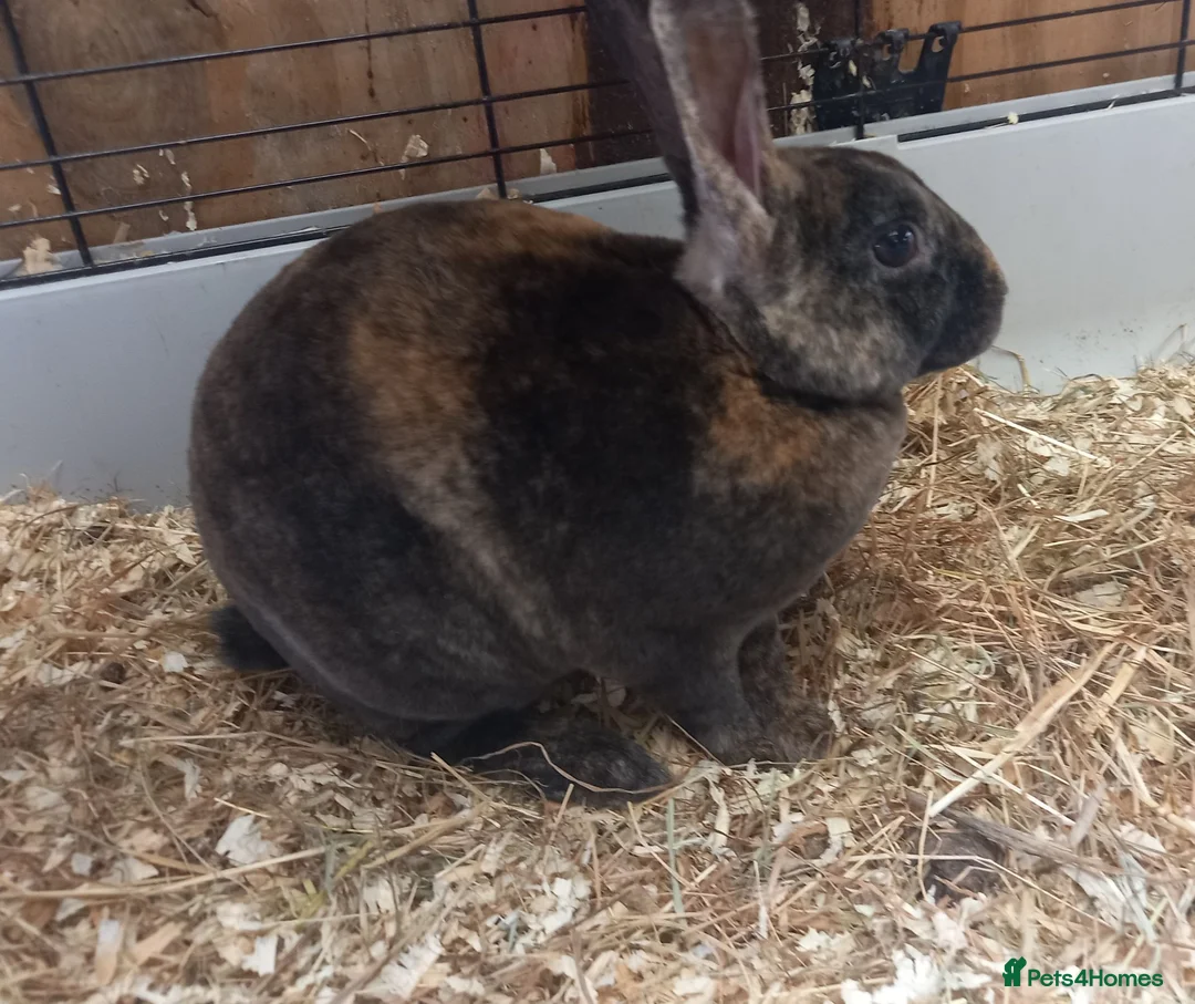 Rex rabbits for sale: Male Rex for sale  - Advert 1