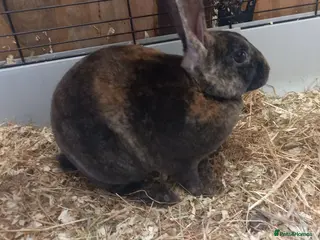 Rex rabbits Male Rex for sale - Advert 2