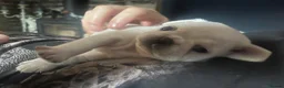 Pug dogs for sale: Beautiful and rare purebred puppies - Advert 16