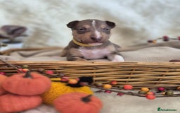 Miniature Bull terrier dogs for sale: 🐾 Exclusive Miniature Bull Terrier Puppies 🐾 - Image 23