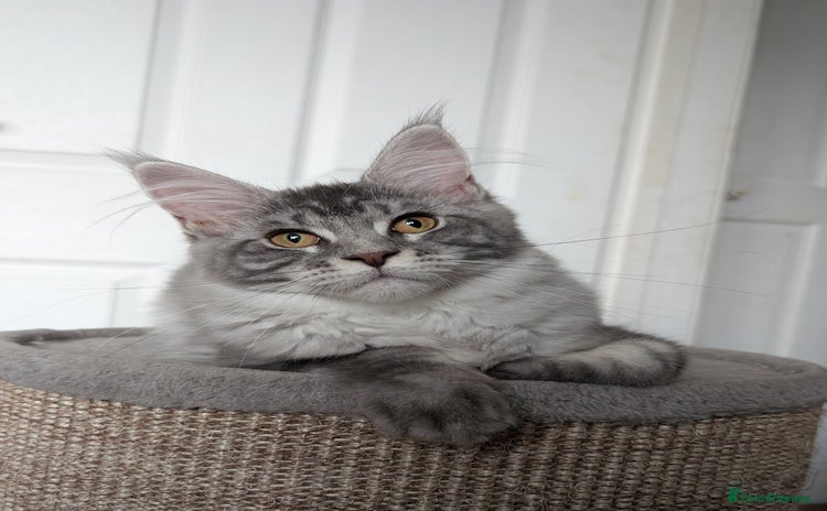 Maine Coon cats - Advert 12