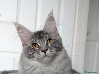 Maine Coon cats - Advert 20