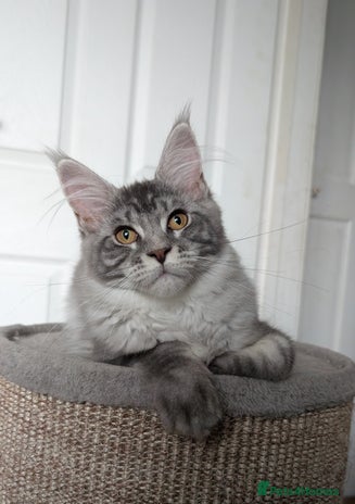 Maine Coon cats - Advert 12