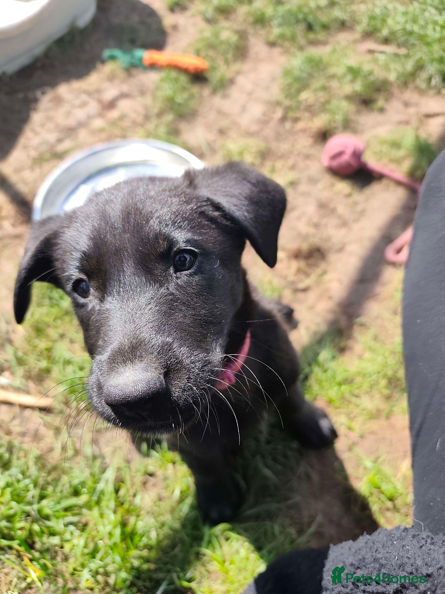 German Shepherd dogs 1BOY/1GIRL LEFT Beautiful German Shepherd Puppies - Advert 15
