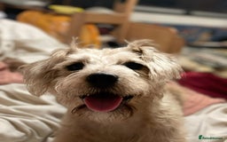 Mixed Breed dogs for sale: Playful mixed terrier looking for forever home.  - Image 1