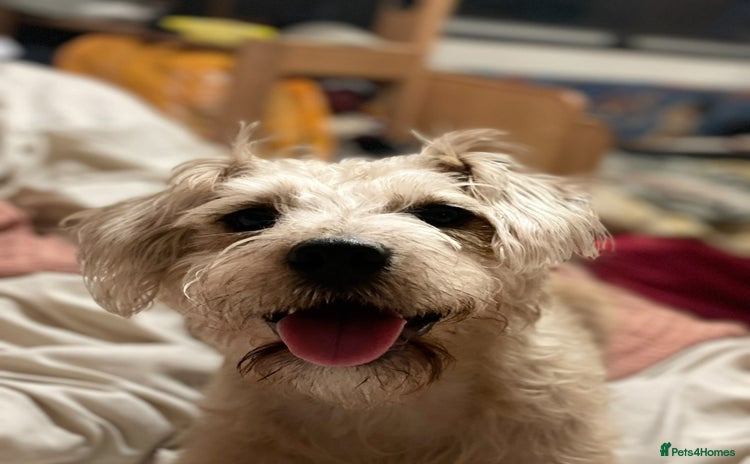 Mixed Breed dogs - Advert 3