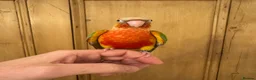 Conures birds for sale: Hand Reared Conures For Sale - Advert 8