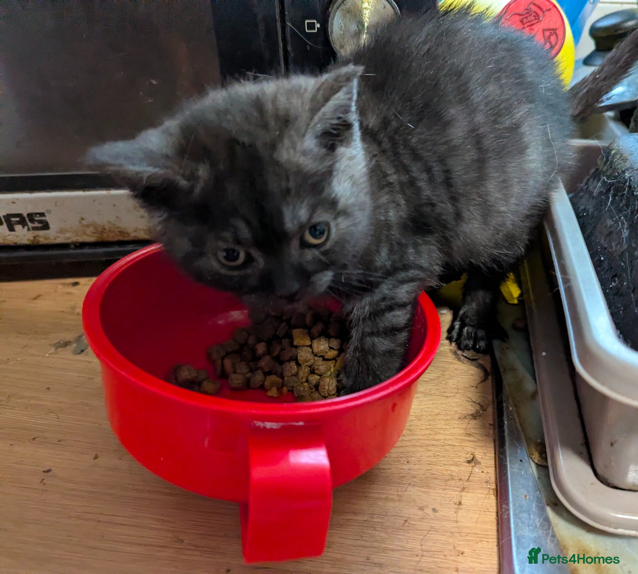 British Shorthair cats British Shorthair Kittens  - Advert 2