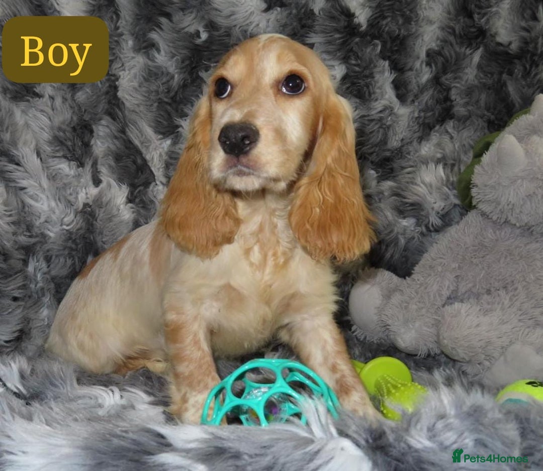Cocker Spaniel dogs for sale: 🏆BEAUTIFUL COLOURS 🏆 SHOW TYPE COCKER SPANIELS - Image 22