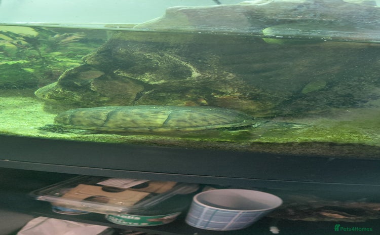 Turtle reptiles - Advert 2