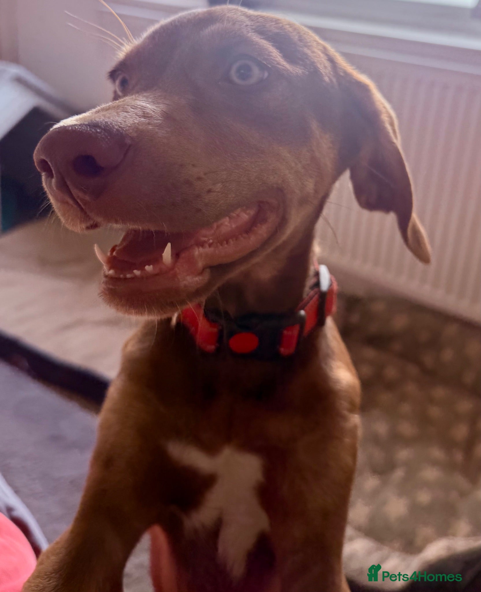 Mixed Breed dogs Waiting4🏡 , stunning pups very much loved 🐶  - Advert 2