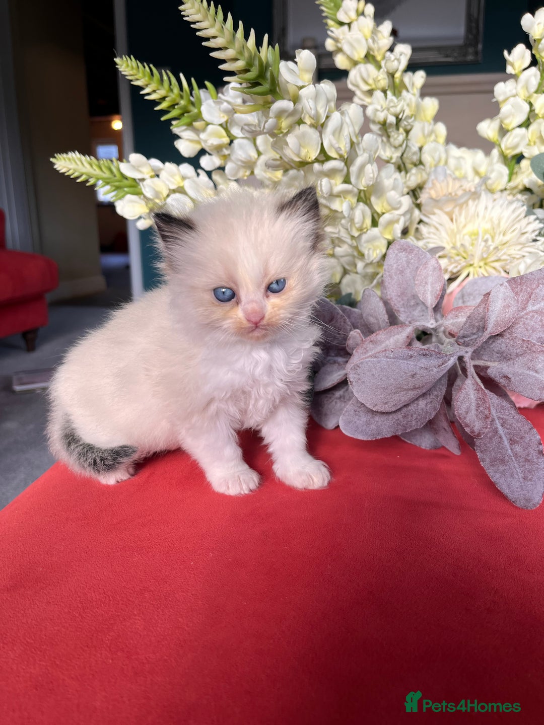 Ragdoll cats for sale: Chunky Quality EU Ragdoll babies - Image 4