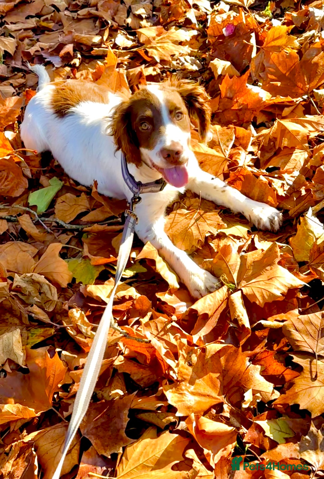 English Springer Spaniel dogs for sale: Rolo the spring spaniel  - Advert 1
