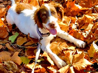 English Springer Spaniel dogs Rolo the spring spaniel - Advert 2