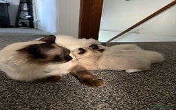 Ragdoll cats for sale: **LAST BOY** CHUNKY RAGDOLL KITTENS FOR SALE - Advert 24