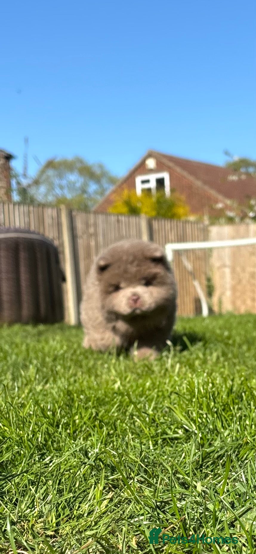 Chow Chow dogs READY lilac 🧸 best in 🇬🇧 not to be missed 🔥  - Advert 1