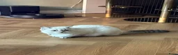 Scottish Fold cats for sale: Female Scottish straight kitten  - Advert 2