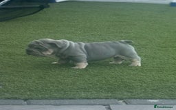 French Bulldog dogs for sale: French bulldog babies  - Image 3