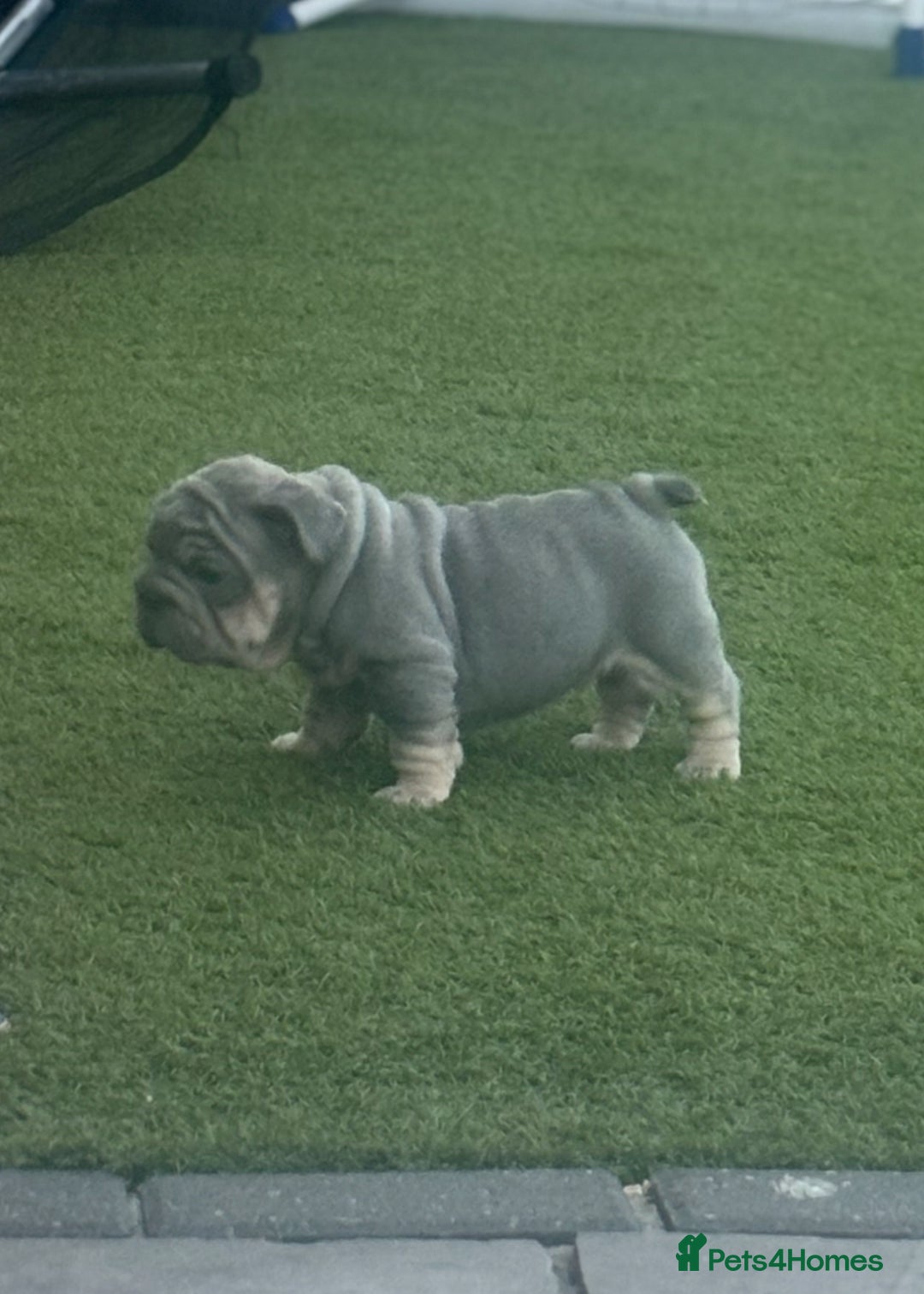 French Bulldog dogs for sale: French bulldog babies  - Image 3