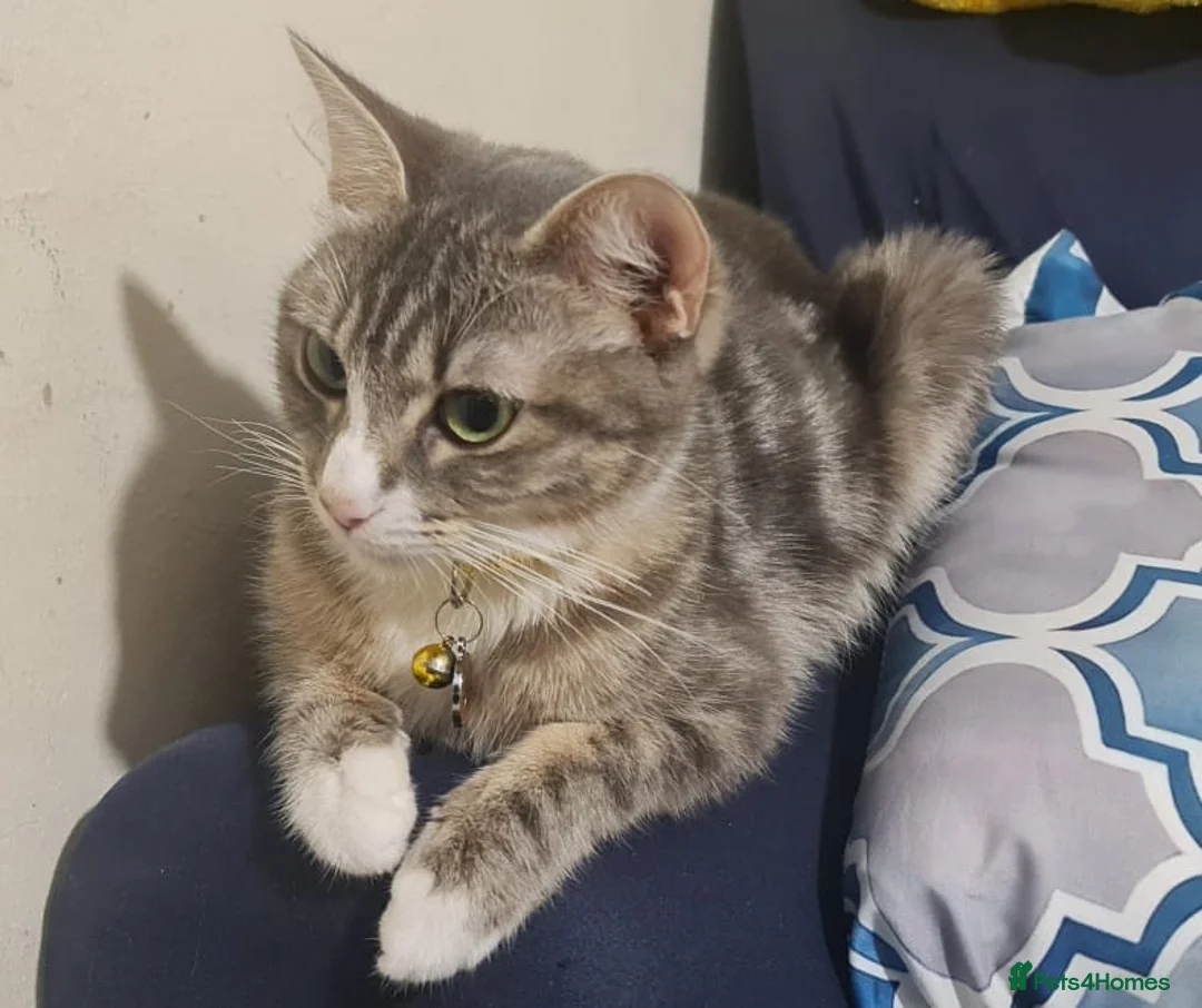 Mixed Breed cats for sale: Beautiful litter of mixed breed kittens ready  - Advert 2