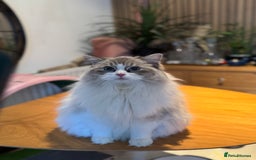 Ragdoll cats for sale: Ragdoll adult  Tica  - Image 16